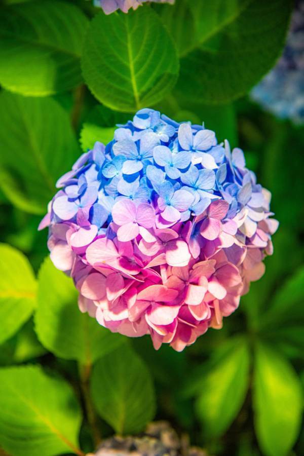 公園で見つけたアジサイが…　見た目に「こんなのあるの？」「すごすぎます！」