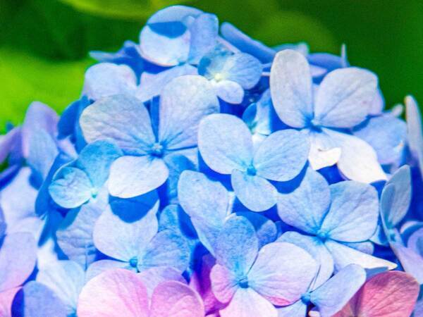 公園で見つけたアジサイが…　見た目に「こんなのあるの？」「すごすぎます！」