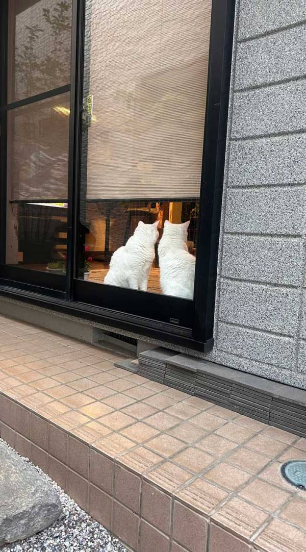 外を眺める２匹の猫　園児が外から「こっちを向いてー！」と叫ぶと？「笑った」_