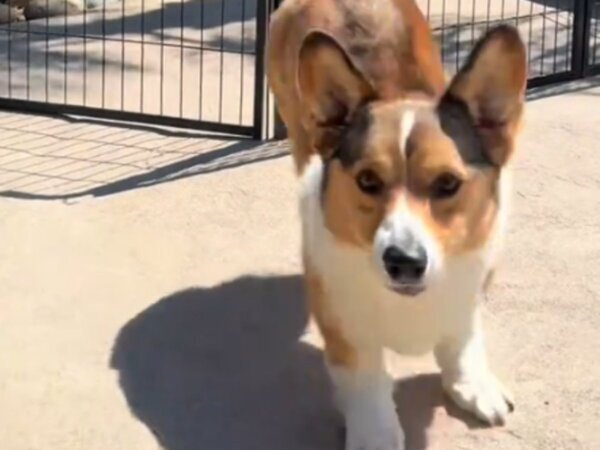 短い脚のコーギー、柵を前にすると？　「初めて見た！」