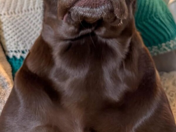 「明日は月曜だと思い出している」　犬の『表情』に「爆笑した！」