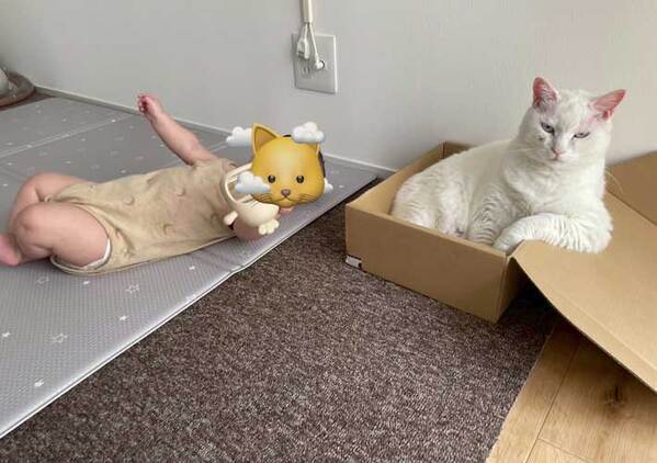 「どんな感情なの？」　ツッコミを入れたくなる猫の姿に「笑った」「態度が悪い」