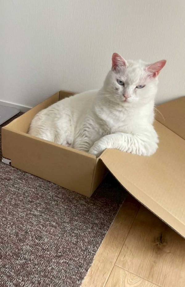 「どんな感情なの？」　ツッコミを入れたくなる猫の姿に「笑った」「態度が悪い」