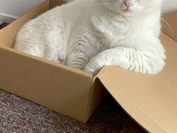 「どんな感情なの？」　ツッコミを入れたくなる猫の姿に「笑った」「態度が悪い」