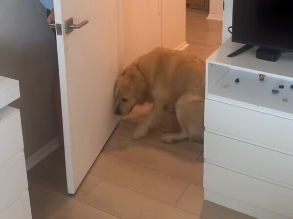 飼い主を必死で探す犬　すぐ後ろにいるのに？「騙されたね」「かわいすぎ」