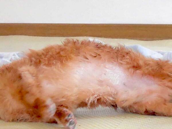 ダックスフントの写真に「お腹が減ってきた」「昼時はキツイ」　姿がまるで？