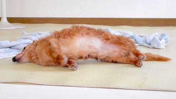 ダックスフントの写真に「お腹が減ってきた」「昼時はキツイ」　姿がまるで？