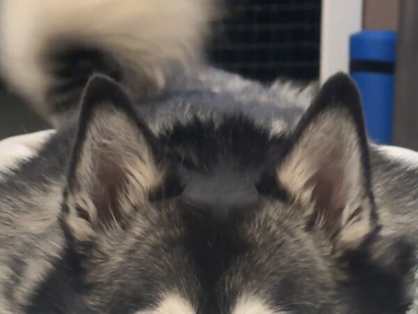 「もっと見たい～！」「天使です」　３秒の動画にメロメロになる人が続出