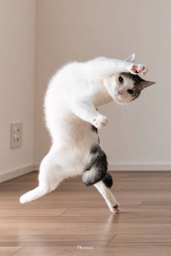 芸術的な猫の写真　撮影するための３つの条件に「これは無理」「レベル１００」