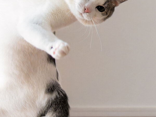 芸術的な猫の写真　撮影するための３つの条件に「これは無理」「レベル１００」