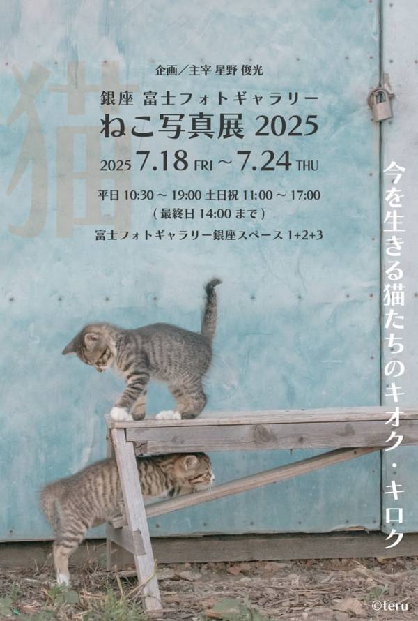 芸術的な猫の写真　撮影するための３つの条件に「これは無理」「レベル１００」