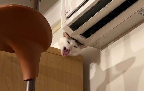 あなたは気付ける？　１枚をよーく見ると…「キャー！」「なぜそこに？」