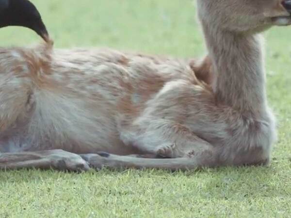 カラスに耳を突かれて…　シカの表情に「良い顔！」「じわじわくる」