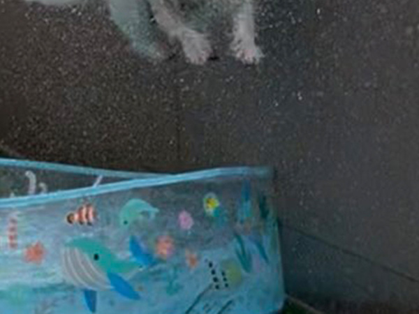 愛犬のためにプールを出すと…　まさかの光景に「そうやって遊ぶんかい！」