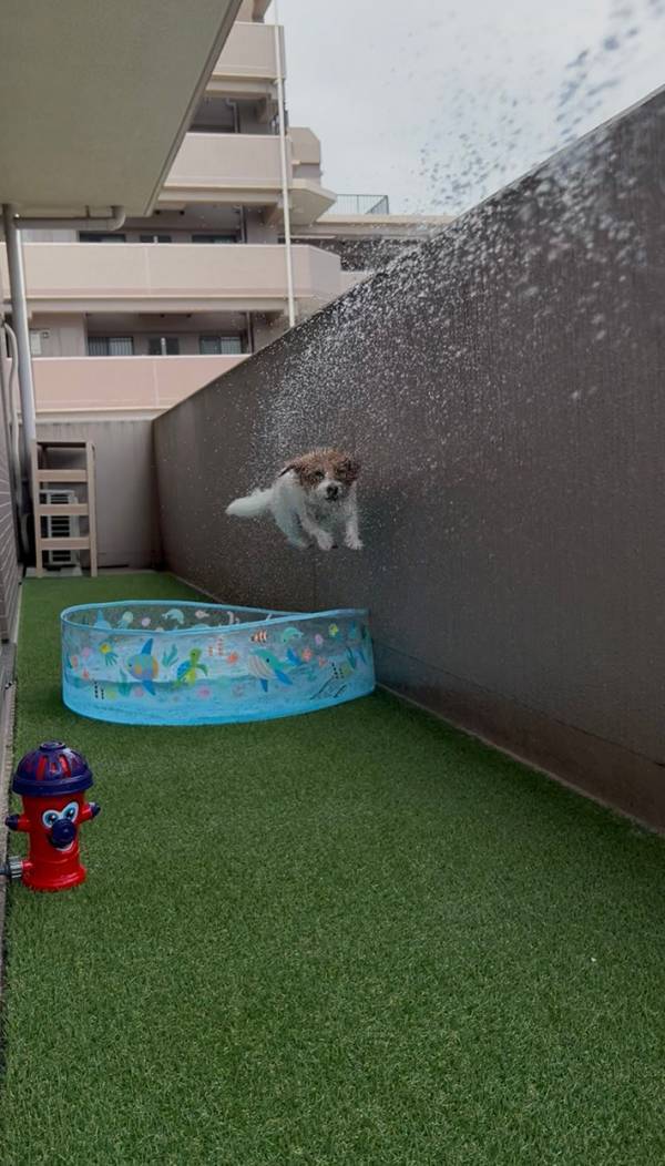愛犬のためにプールを出すと…　まさかの光景に「そうやって遊ぶんかい！」
