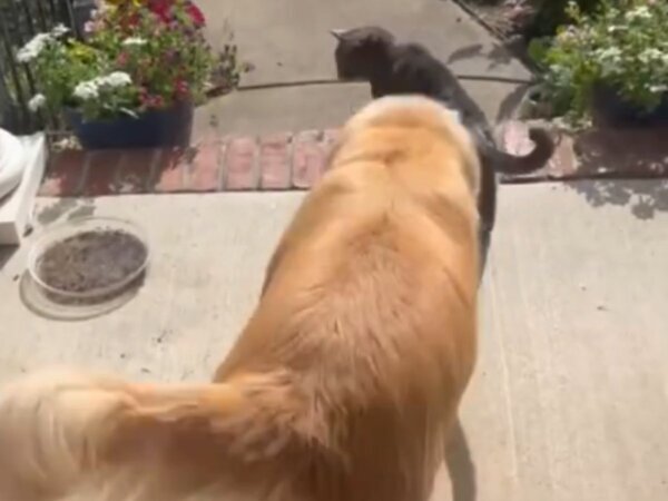 「こんなことができるなんて！」　犬の朝の『ルーティン』に驚きの声