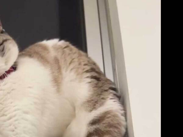 脚を伸ばし、背中を丸めた猫　話題になったワケは？