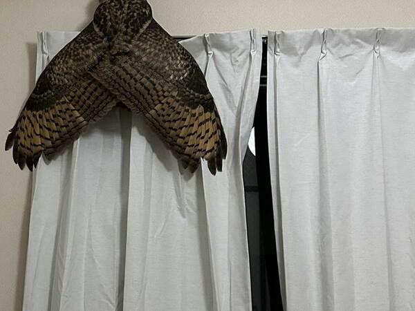 トイレから戻ったら、カーテンレールにいたのは…　目にした光景に、ゾッ