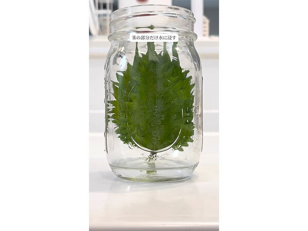 大葉を新鮮なまま保存するには？　セリアに保存に便利な商品があった！