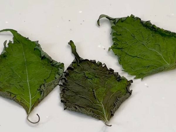 大葉を新鮮なまま保存するには？　セリアに保存に便利な商品があった！