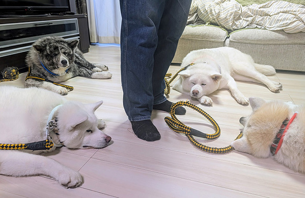 飼い主「散歩に行くよ」　足元を見ると…「笑った」「めっちゃ分かるよ」