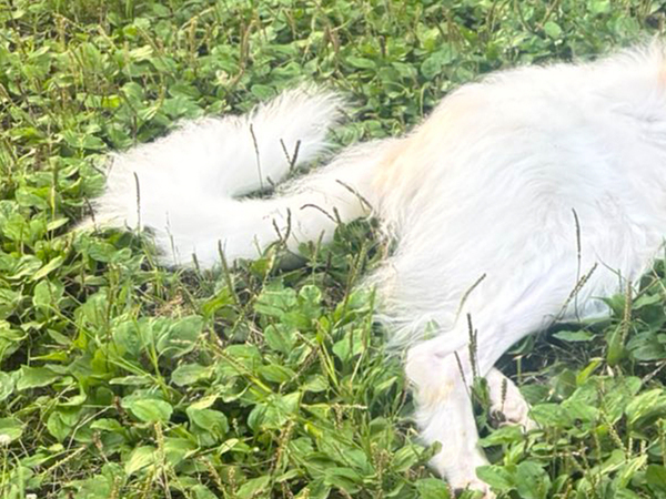 相棒もびっくり！　ボルゾイが寝そべる姿に「見事すぎる対比」「これは笑う」