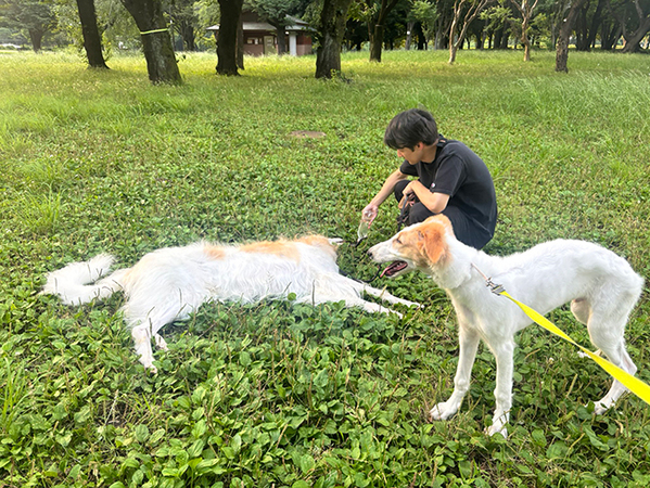 相棒もびっくり！　ボルゾイが寝そべる姿に「見事すぎる対比」「これは笑う」