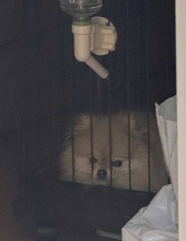 ケージの中で居座る犬　その理由に「気持ちは分かる」「許してあげて」