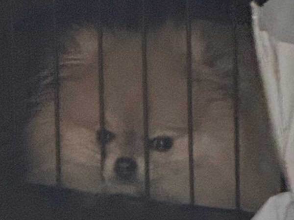 ケージの中で居座る犬　その理由に「気持ちは分かる」「許してあげて」