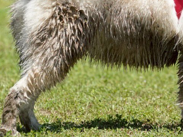 「子供の横で盛大に吹き出した」　ハスキーの全身を見ると？