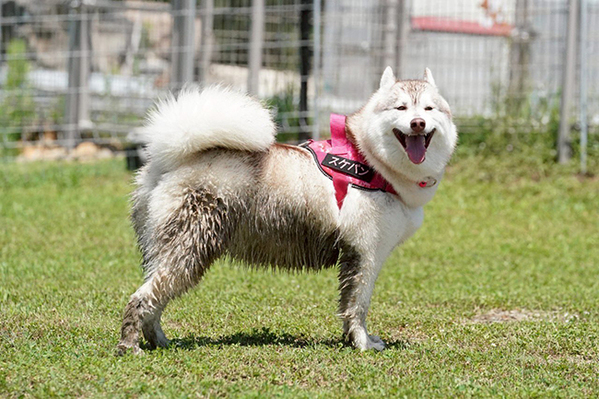 「子供の横で盛大に吹き出した」　ハスキーの全身を見ると？