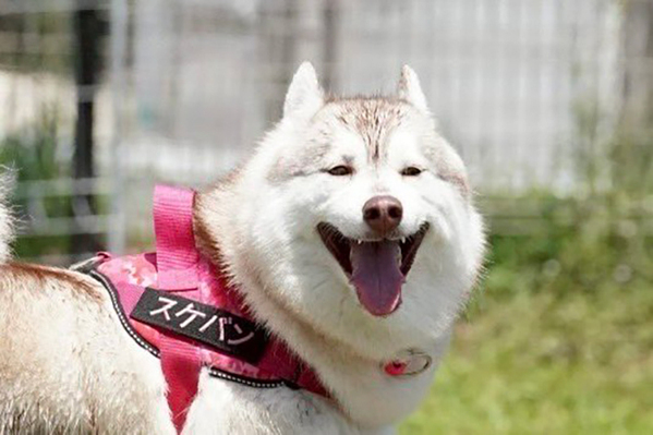 「子供の横で盛大に吹き出した」　ハスキーの全身を見ると？