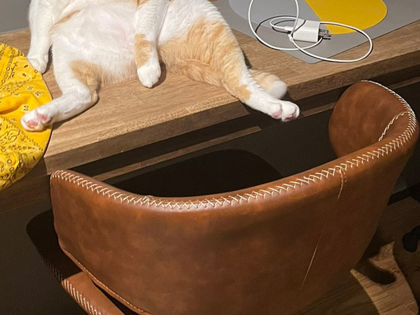 「急いで猫のふりをしたのかも」　飼い主が怖くなった光景がこちら