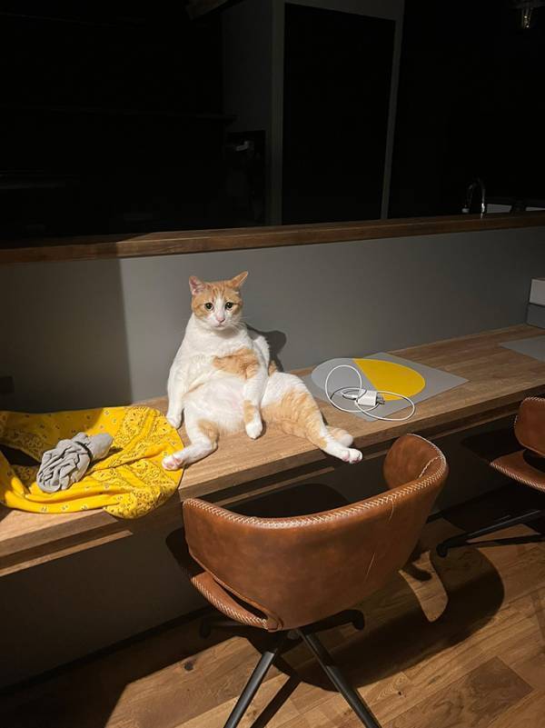 「急いで猫のふりをしたのかも」　飼い主が怖くなった光景がこちら