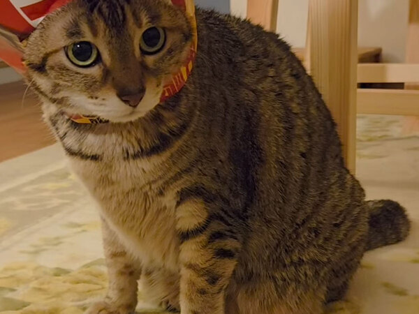 ドヤ顔で自慢してくる愛猫　頭に被っていたのは？　「笑った」「CMに出演できそう」