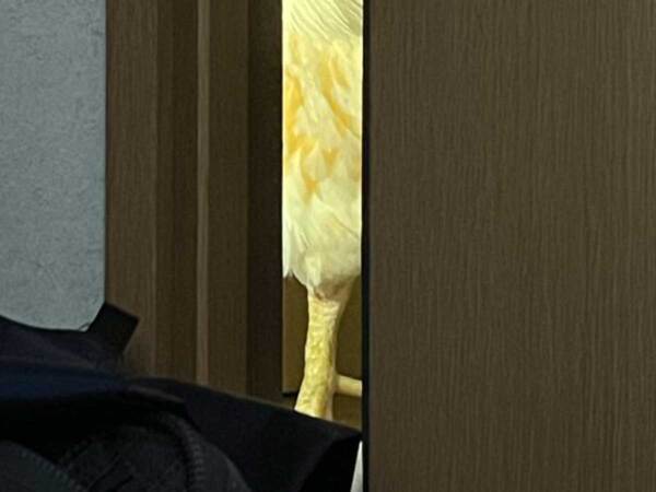 飼い主「…いる」　視線の先にいた正体に「焦った」「ホラー」