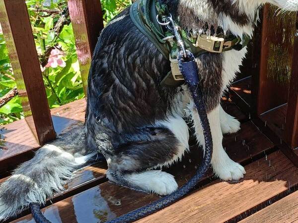 体を洗われたハスキー　その表情に「絶望感がすごい」「元気出して…」