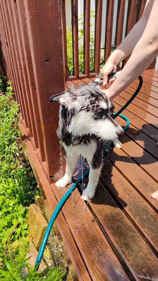 体を洗われたハスキー　その表情に「絶望感がすごい」「元気出して…」