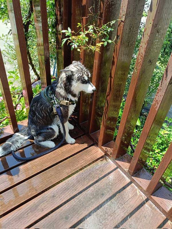 体を洗われたハスキー　その表情に「絶望感がすごい」「元気出して…」