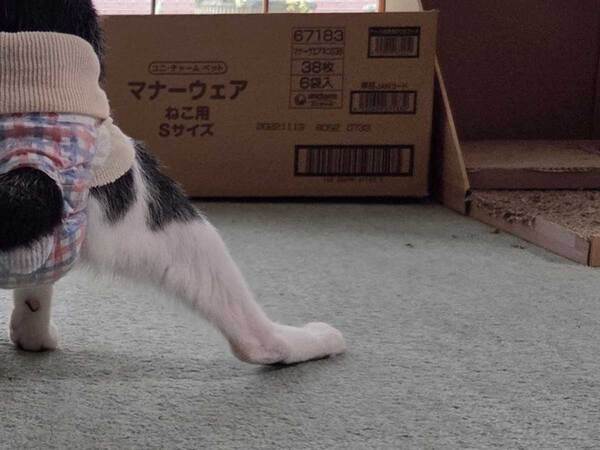 「ぎゃーぎゃー」　声のするほうに行くと…まさかの光景に「声出して笑った」「CMが殺到しそう」