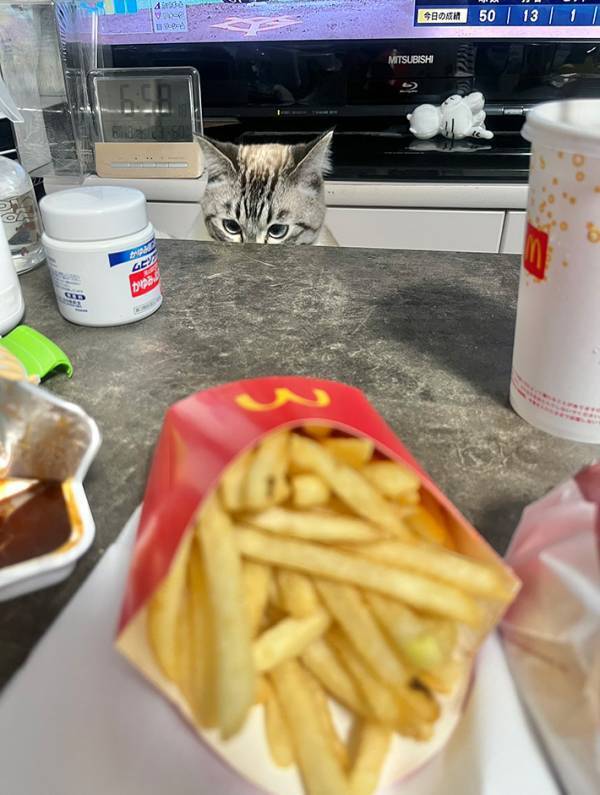 じっと見つめる猫　視線の先には…「笑ってしまった」「この後、反撃される」