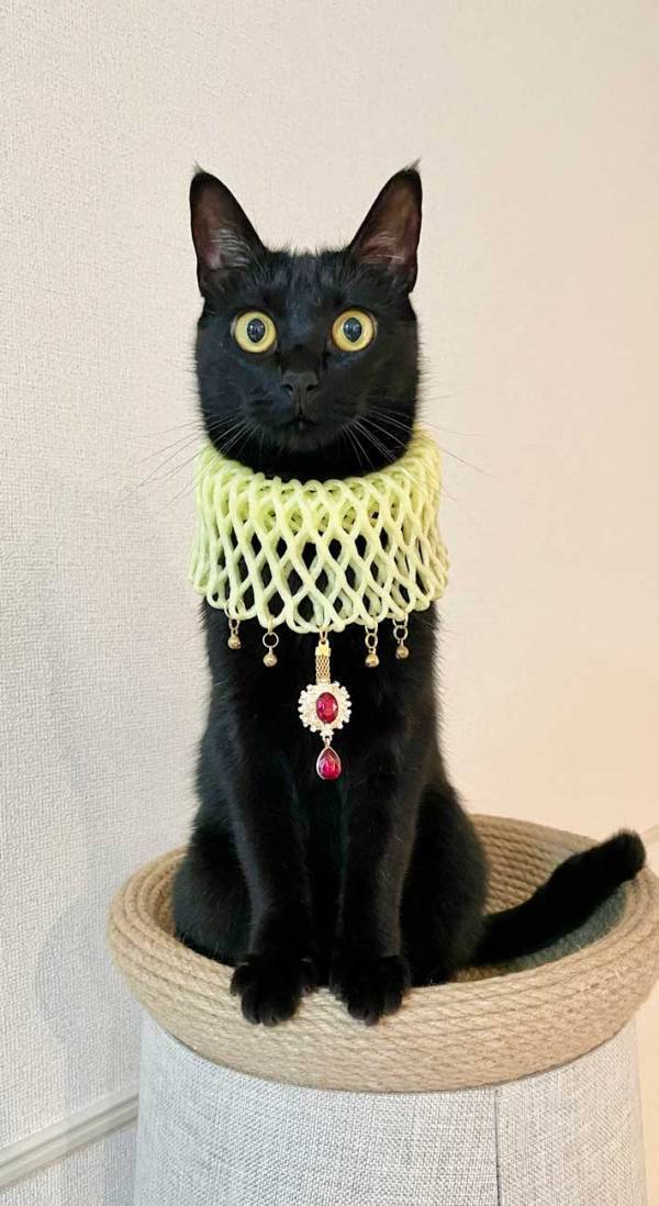 首にフルーツキャップを付けた猫　崇めたくなる１枚に「吹いた」「貴族の気品」