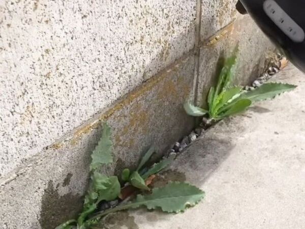 庭のお手入れに『除草剤』は使いません！　対処法に「こんな簡単だなんて」