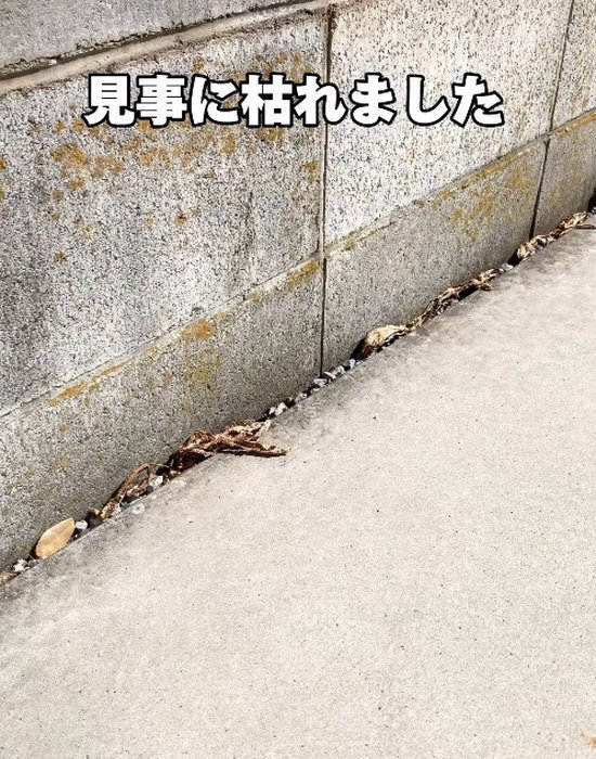 庭のお手入れに『除草剤』は使いません！　対処法に「こんな簡単だなんて」