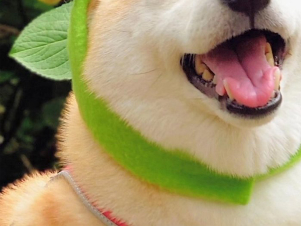 アジサイの前を通った柴犬、頭を見ると？　「汚れた心が浄化された！」