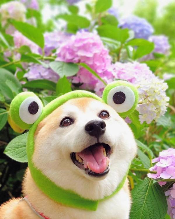 アジサイの前を通った柴犬、頭を見ると？　「汚れた心が浄化された！」