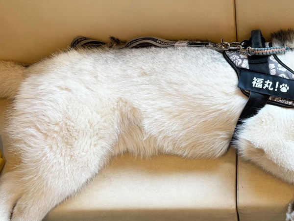 動物病院に来たハスキーが？　待合室での行動に「マジかよ…」「大物現る」