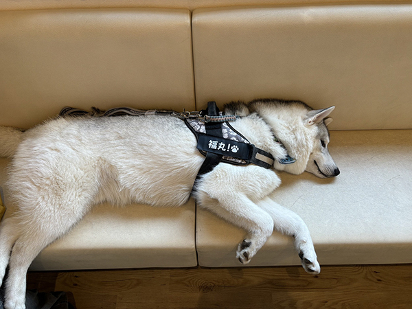 動物病院に来たハスキーが？　待合室での行動に「マジかよ…」「大物現る」