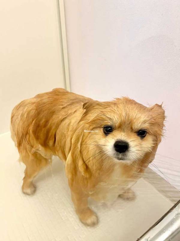 「だ、誰ー！」「どちら様ですか？」　ポメの『お風呂上がり』がこちら