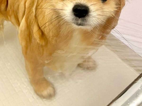 「だ、誰ー！」「どちら様ですか？」　ポメの『お風呂上がり』がこちら